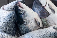 Nógv vinningsbýti innan aling